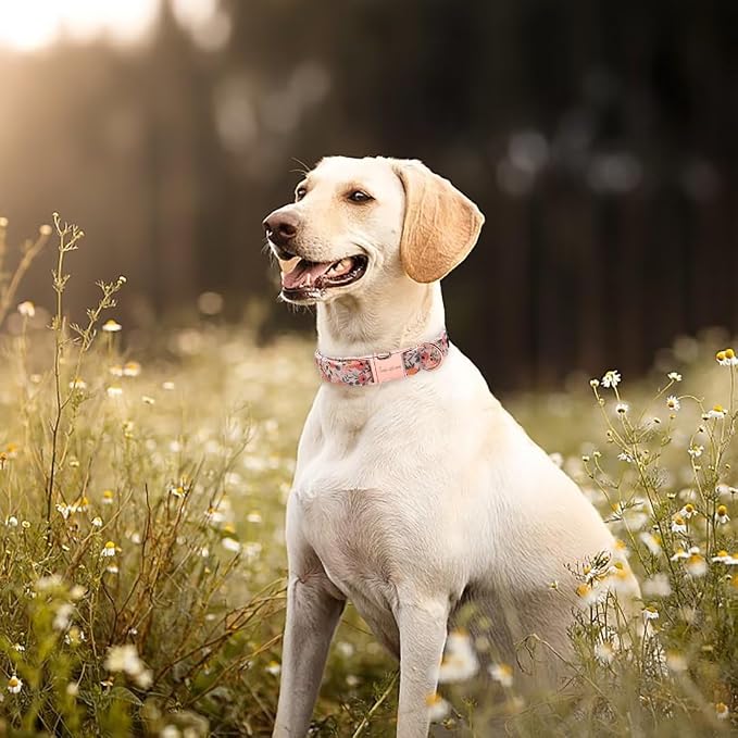Unique style paws Dog Collar Metal Buckle Pink Rose Puppy Collar Flower Gift Durable Cute for Small Medium Large Boys Girls Dogs