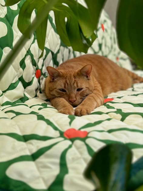 Waterproof Blanket, 60”x70” - Large Couch Cover for Dogs and Pets - Ideal for Picnics, Outdoor, Camping, Beach and More - Large, Washable Protector
