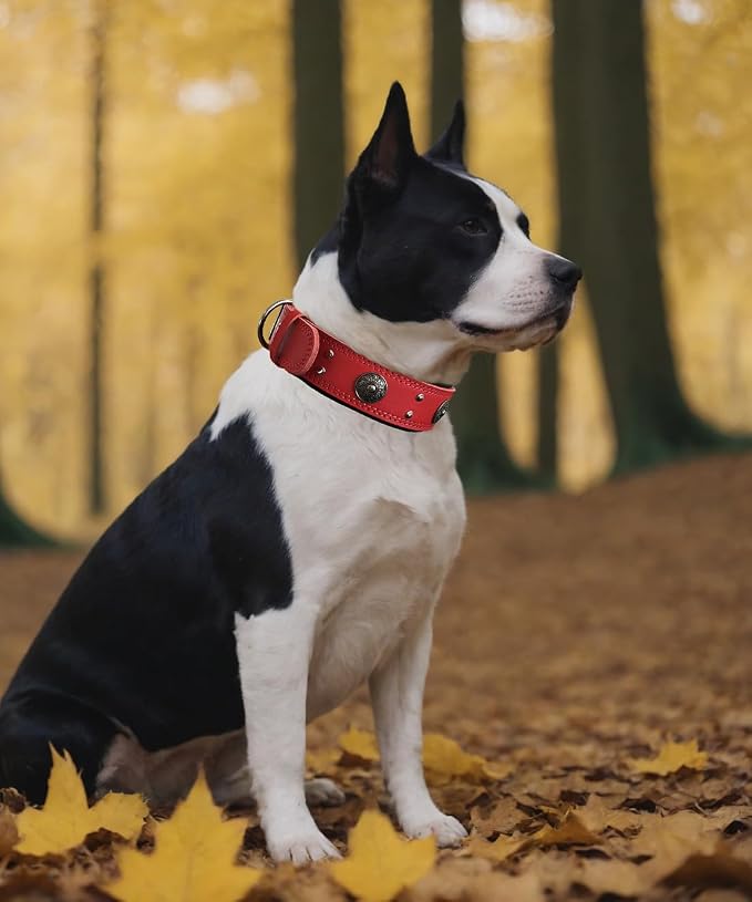Genuine Leather Dog Collar for Large Dogs,2 in Wide Heavy Duty,RD-S | Handmade,Stainless Steel Pin Buckle,Soft Padded,Alloy Studded,Luxury Eye-catching Design,Medium Large Giant Breeds,15-19 in