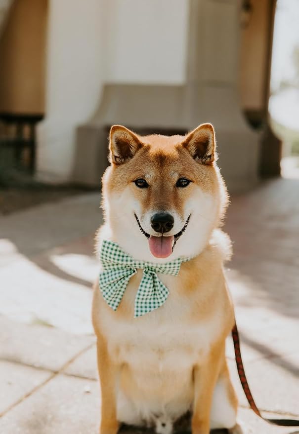 Lionet Paws Dog Collar with Sailor Bow, Durable Adjustable and Comfortable Green Bowtie Collar for Dogs and Cats, X-Small, Neck 8-12in