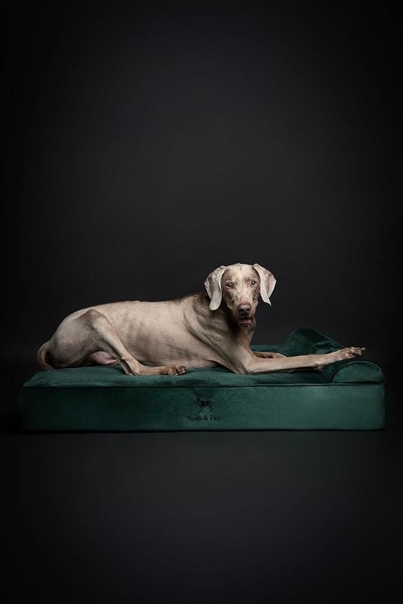 NOAH & PAW XL Dog Bed, 45x35x9.1 Inch, Orthopedic Large Dog Beds, Eggshell Memory Foam Infused with Cooling Gel, Water Resistant, Machine Washable, Includes Inner Cover (Velvet Collection)
