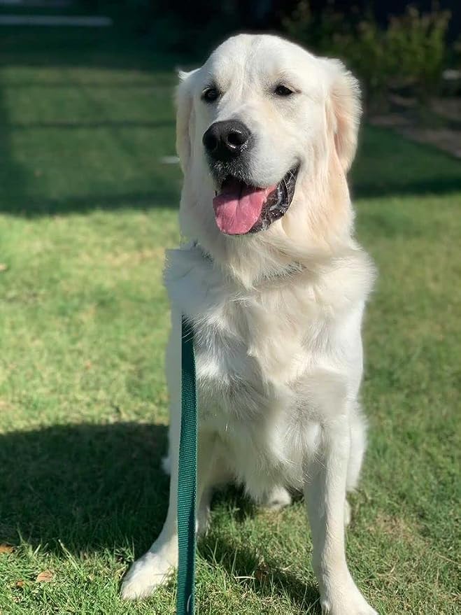 Country Brook Petz - Everyday Nylon Dog Leash - Strong, Durable, Solid Color Leash with Easy to Use Snap - 25+ Colors (1 Inch Wide, 4 Foot, Teal)