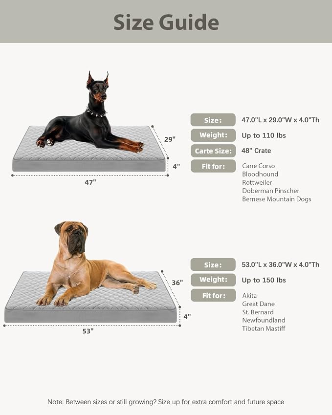 NUPIDA Jumbo Dog Bed for Extra Large Sized Dog Orthopedic Pet Bed with Removable Washable Cover and Non-Slip Bottom, 53x36 Inch, Light Gray