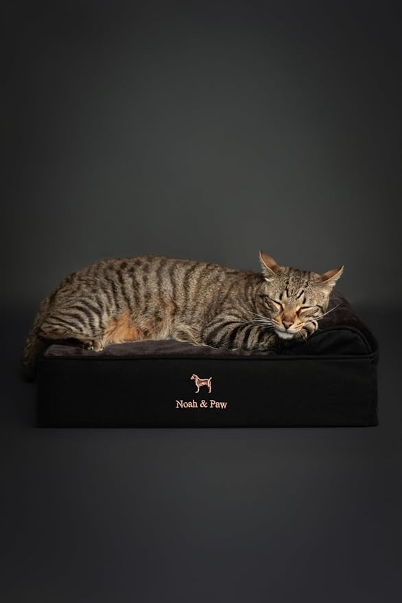 NOAH & PAW Small Dog Bed, 20x15x6.5 Inch, Cat Bed for Indoor Cats, Orthopedic Eggshell Memory Foam Infused with Cooling Gel, Water Resistant, Machine Washable, Includes Inner Cover (Denim Collection)