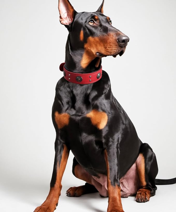Genuine Leather Dog Collar for Large Dogs,2 in Wide Heavy Duty,RD-L | Handmade,Stainless Steel Pin Buckle,Soft Padded,Alloy Studded,Luxury Eye-catching Design,Medium Large Giant Breeds,21-25 in