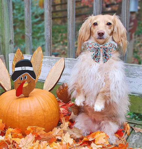 Unique Style Paws Thanksgiving Day Dog Collar with Bowtie Blue Turkey Cotton Puppy Collars for Small Medium Large Dogs