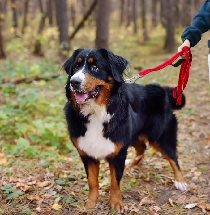 TwoEar 5FT 1IN Strong Red Dog Leash with 2 Padded Handles, Traffic Handle Extra Control, Comfortable Soft Dual Handle, Auto Lock Hook, Reflective Walking Lead for Small Medium and Large Dogs