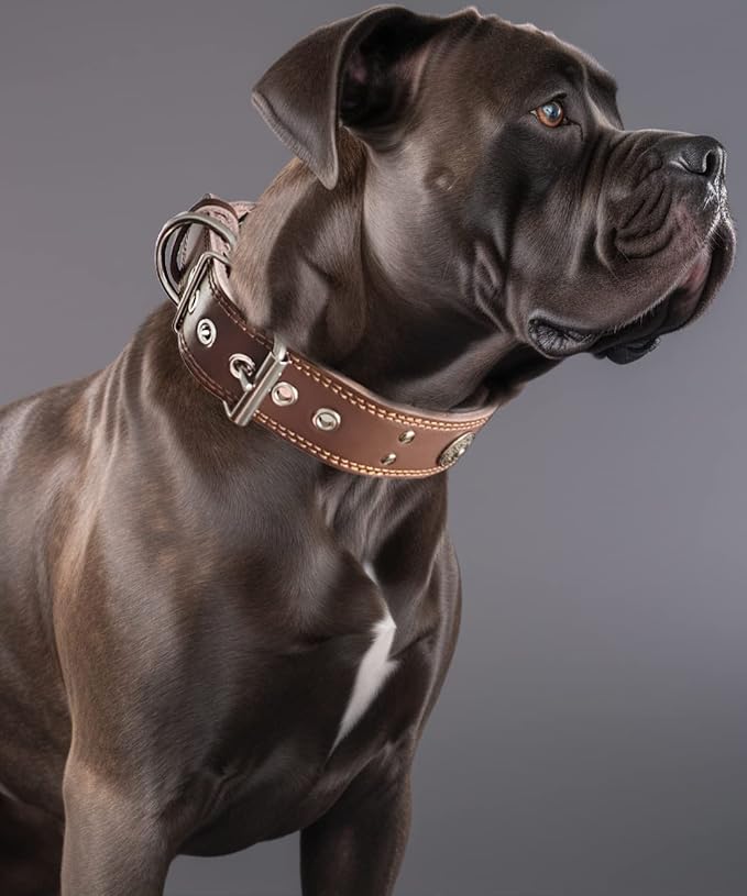 Leather Dog Collar for Large Dogs, 2 in Wide Heavy Duty, Handmade, BN-M | Genuine Leather Stainless Steel Pin Buckle, Microfiber Leather Padded, Alloy Studded， Soft, Luxury and Eye-catching