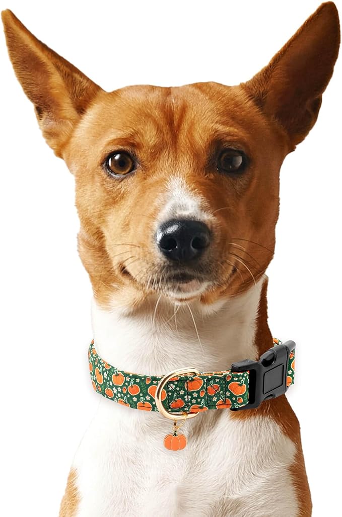 Fall Dog Collar,Soft and Cute Halloween Collars with Pumpkin Patterned Design for Girl Female Boy Dogs,Adjustable Buckle Pet Collar for Small Medium Large Dogs (Green Pumpkin, S)