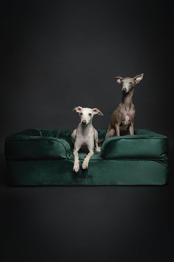 NOAH & PAW Large Dog Bed, 35x25x11 Inch, Orthopedic Dog Beds, Eggshell Memory Foam Infused with Cooling Gel, Inner Cover, Water Resistant, Machine Washable (Velvet Sofa Collection)