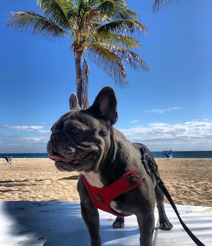 Gooby Escape Free Sport Harness - Red, Medium - No Choke Step-in Patented Neoprene Small Dog Harness with Four-Point Adjustment - Perfect on The Go Dog Harness for Medium Dogs No Pull and Small Dogs