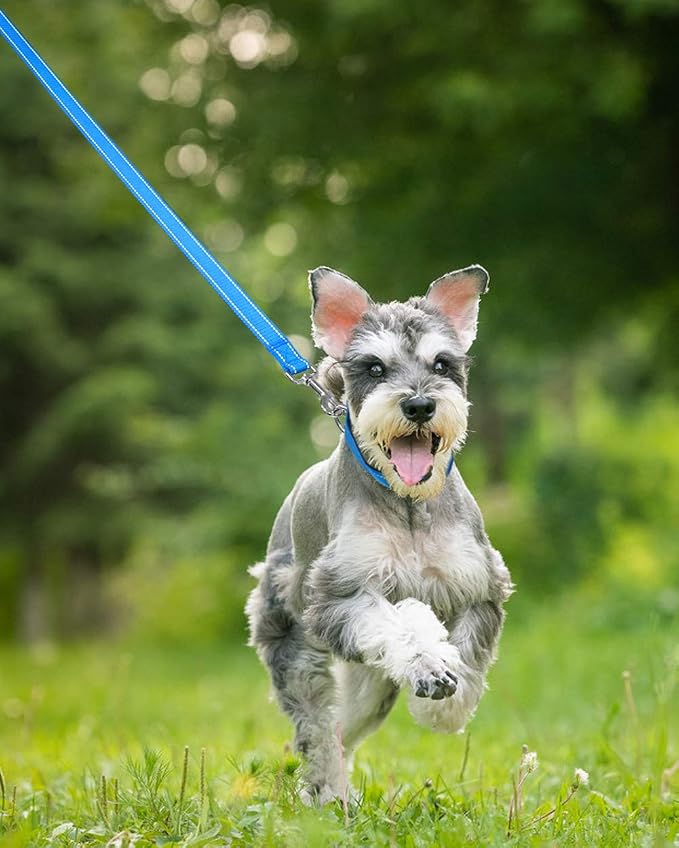 Taglory Dog Leash for Medium Large Dogs, Double-Sided Reflective for Night Walking, Neoprene Padded Handle, 1 inch by 6 ft, Heavy Duty for Medium Large Breeds 20-150 lbs, Sky Blue