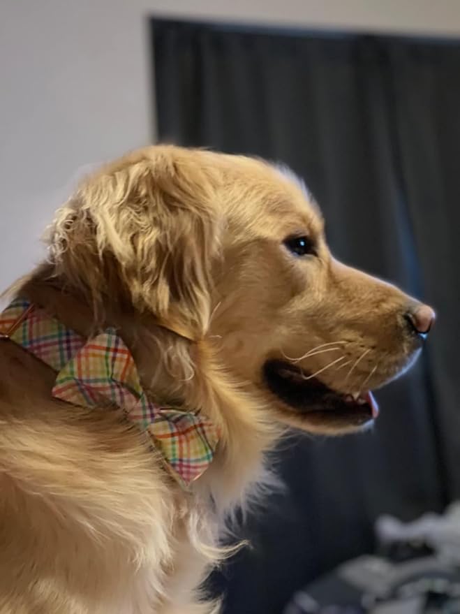 Lionet Paws Easter Dog Collar with Bowtie - Colorful Cute Cotton Bowtie Dog Collar with Metal Buckle for Small Dog Girl Boy, S, Neck 10-16in