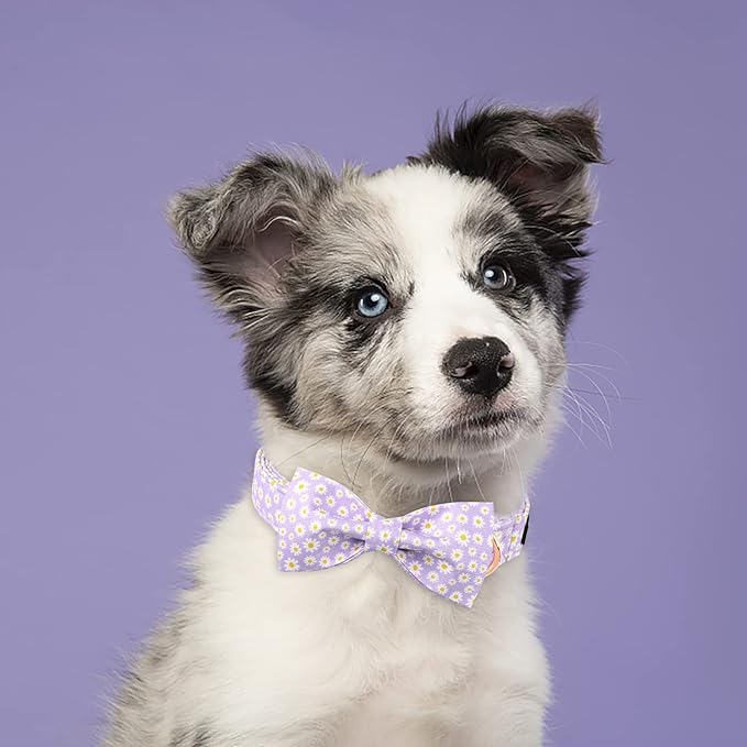 Lionet Paws Spring Dog Collar with Bowtie, Soft Comfortable Adjustable Cute Daisy Bowtie Collar for Dogs Female Gift, Small, Neck 10-16 inches