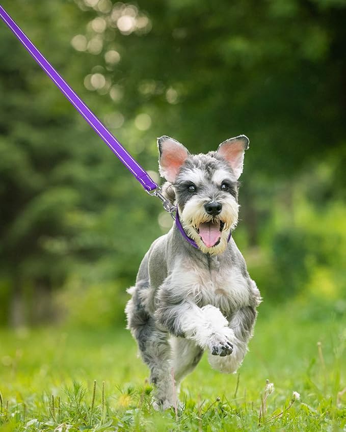 Taglory Dog Leash for Medium Large Dogs, Double-Sided Reflective for Night Walking, Neoprene Padded Handle, 1 inch by 6 ft, Heavy Duty for Medium Large Breeds 20-150 lbs, Purple