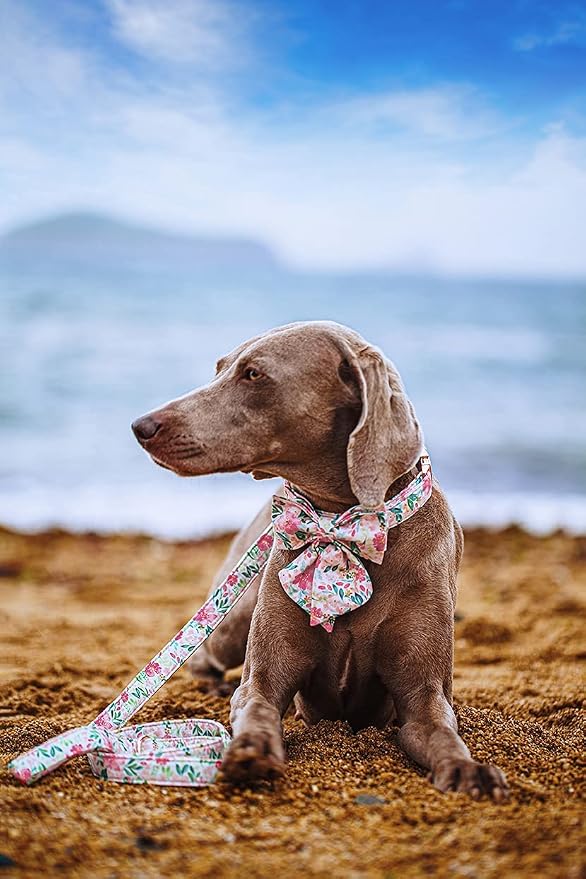 Lionet Paws Dog Collar with Bow Tie - Soft Comfortable Adjustable Collars with Metal Buckle for Puppy and Cat,Neck 7-11 Inches