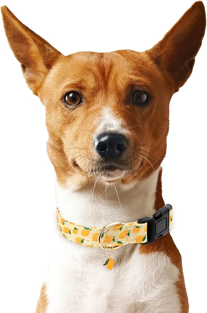 Cotton Dog Collar,Soft and Cute Puppy Collars with Lemon Patterned Design for Girl Female Boy Dogs,Adjustable Buckle Pet Collar for Small Medium Large Dogs (Yellow Lemon, Medium)