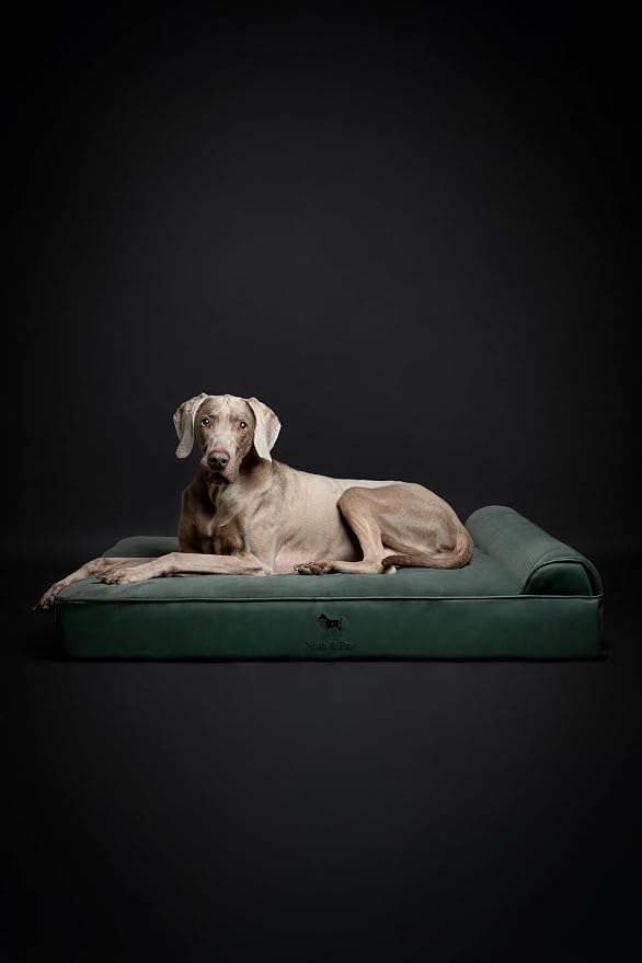NOAH & PAW XL Dog Bed, 45x35x9.1 Inch, Orthopedic Large Dog Beds, Eggshell Memory Foam Infused with Cooling Gel, Water Resistant, Machine Washable, Includes Inner Cover (Faux Leather)