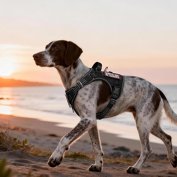 rabbitgoo Dog Harness Medium Sized No Pull, Tactical Service Pet Vest with Molle and Control Handle, Adjustable and Reflective Military Harness for Easy Walking and Training, Black, M