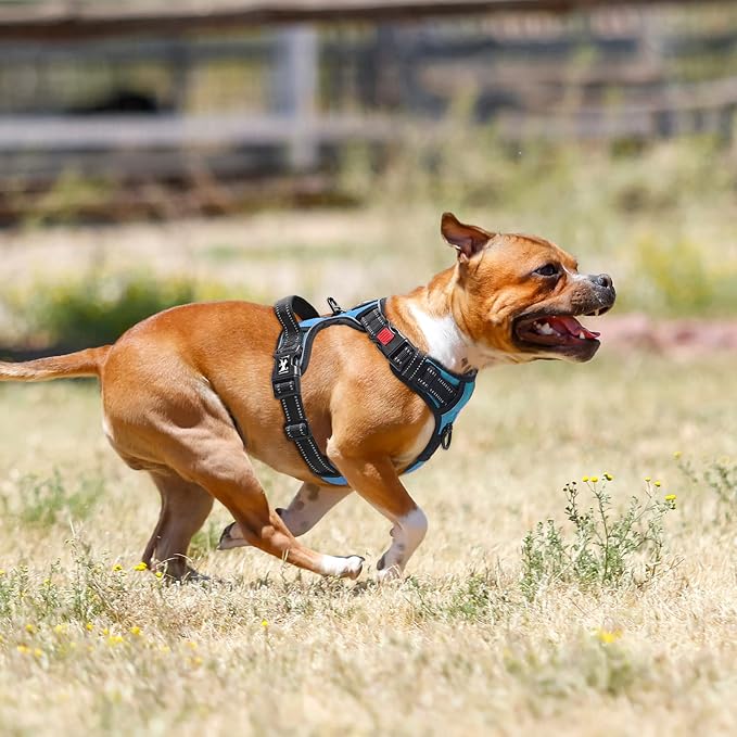 PoyPet No Pull Dog Harness, No Choke Front Lead Dog Reflective Harness, Adjustable Soft Padded Pet Vest with Easy Control Handle for Small to Large Dogs(Blue,M)