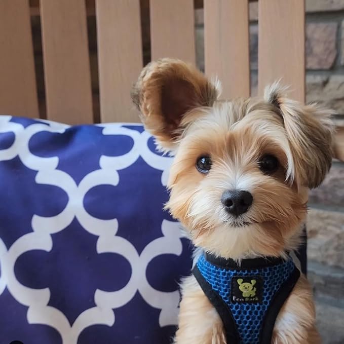 EcoBark Step in Dog Harness - Reflective Soft Luxurious Mesh Dog Harnesses for Small, and Medium Dogs - Eco-Friendly Comfort Secure Halter No Pull Adjustable Pet Vest (Royal Blue Sport, Large)