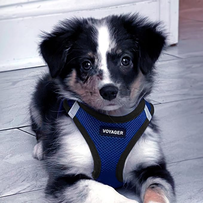 Best Pet Supplies Voyager Step-in Air Harness - All Weather Mesh, Reflective, No Pull Harness for Dogs, Cats - Secure with Hook & Loop Fastener, Buckle, Double D-Rings - Royal Blue/Black Trim, S