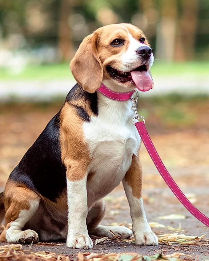 Taglory Dog Leash for Small Dogs, Double-Sided Reflective for Night Walking, Neoprene Padded Handle, 3/4 inch by 6 ft, Lightweight for Small Medium Breeds up to 30 lbs, Hot Pink