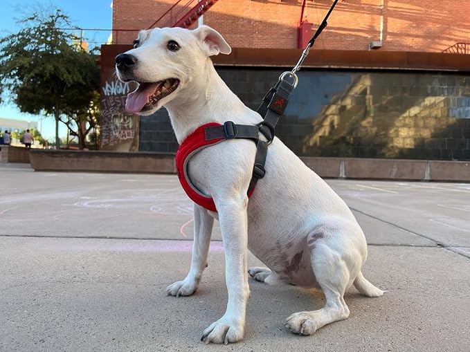 Gooby Escape Free Memory Foam Harness - Red, Medium - No Pull Step-in Small Dog Harness with Four Point Adjustment - Perfect on The Go Dog Harness for Medium Dogs No Pull and Small Dogs