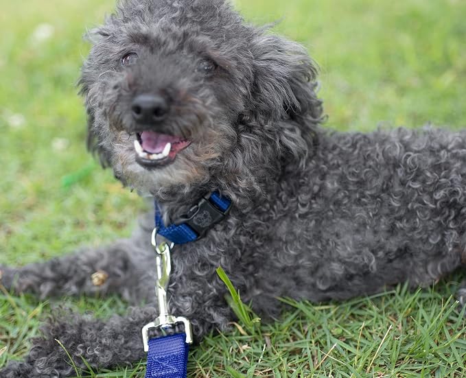 Country Brook Petz - Everyday Nylon Dog Leash - Strong, Durable, Solid Color Leash with Easy to Use Snap - 25+ Colors (1 Inch Wide, 4 Foot, Royal Blue)