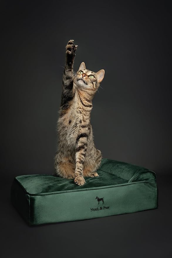 NOAH & PAW Small Dog Bed, 20x15x6.5 Inch, Cat Bed for Indoor Cats, Orthopedic Eggshell Memory Foam Infused with Cooling Gel, Water Resistant, Machine Washable, Includes Inner Cover (Velvet Collection)