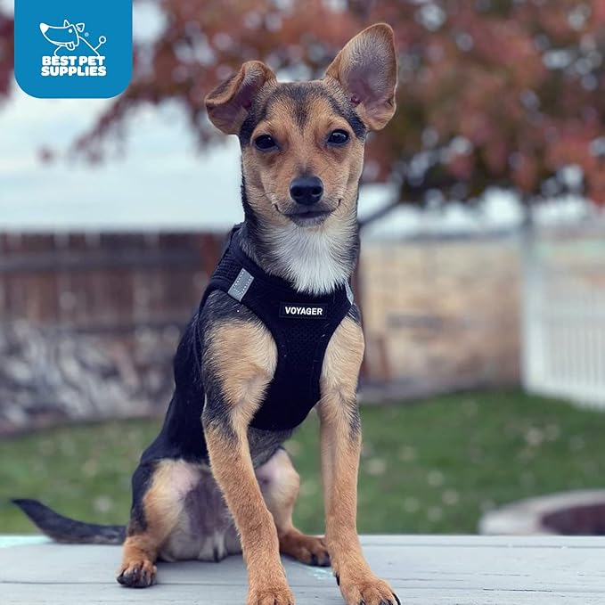 Best Pet Supplies - All Weather Mesh / Plush, Reflective, No Pull Harness for Small, Medium Dogs, Cats - Secure with Hook & Loop Fastener, Buckle, Double D-Rings - Black/Black Trim, M