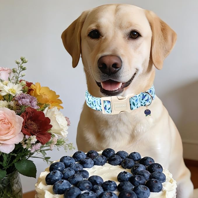 DOGWONG Blueberry Pattern Dog Collar, Cute Light Blue Spring Summer Puppy Collar - Soft Adjustable Dog Collars for Small Medium Large Dogs, Neck 8-12 inches