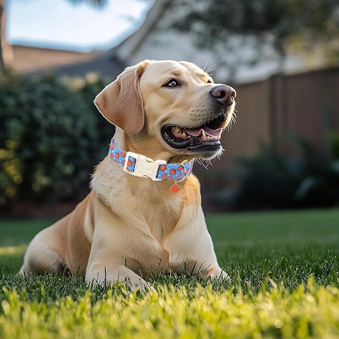 Basketball Dog Collar, Cute Boy Dog Collars for Puppy Small Dogs - Blue Sports Themed Cotton Male Dogs Collar, Soft Adjustable Daily Pet Collars with Quick Release Buckle XS