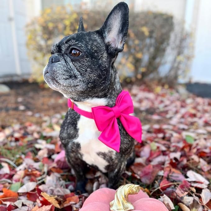 Maca Bates Hot Pink Dog Collar with Cute Rose Red Solid Sailor Bow Tie,Medium Girl Boy Dogs,Girly Adjustbale Durable Breakaway Soft Collars with Bowtie for Female Male Puppy,Pet with Metal Buckle