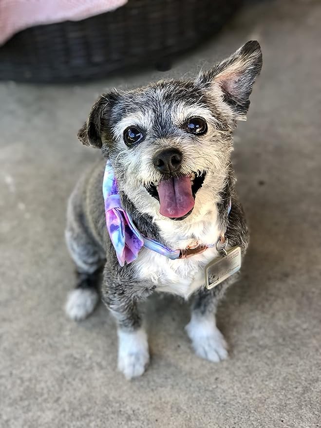 Elegant little tail Dog Collar with Bow, Colorful Pattern Soft Comfy Bowtie Dog Collar Adjustable Pet Gift Collars for Small Medium Large Dogs