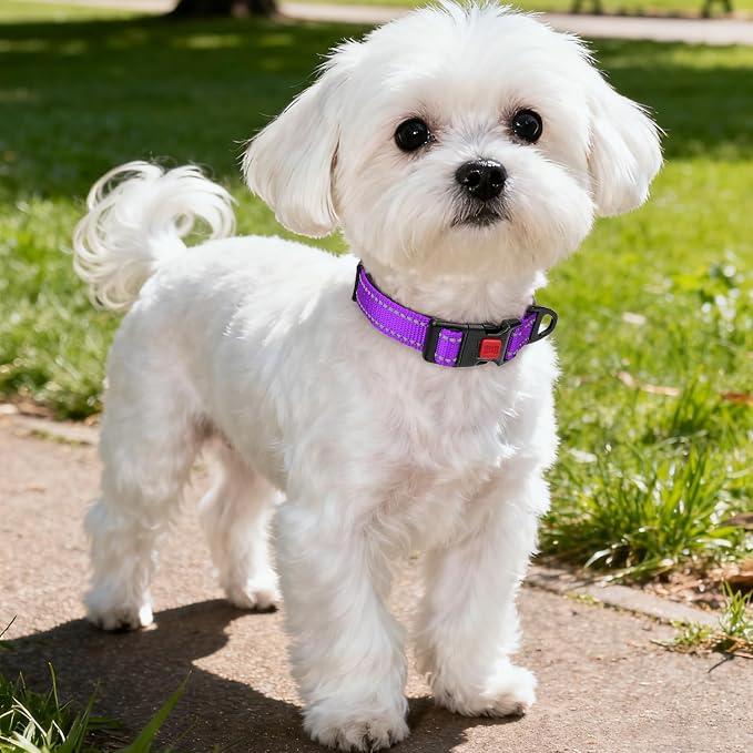 Taglory Reflective Dog Collar for Small Dogs, Soft Neoprene Padded with Escape-Proof Locking Buckle, Upgraded Zinc Alloy Ring, Adjustable Nylon Collar for Walking, Purple,S