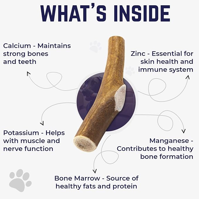 Devil Dog Pet Co. Elk Antlers for Dogs, Natural Dog Chew for Aggressive Chewers - Long Lasting and Odor Free - USA Sourced - Cleaner Teeth, Anxiety & Boredom Relief - Whole XL 7"+ - Antler Bone