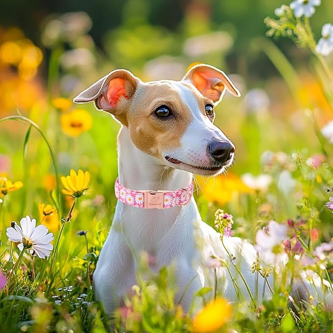 Pink Daisy Dog Collar, Cute Spring Flower Female Pet Collar with Metal Buckle, Soft Adjustable Designer Dog Collars for Small Medium Large Dogs L