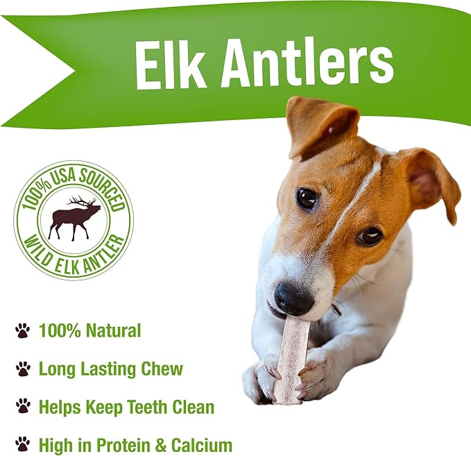 Buck Bone Organics Dog Chews, Elk Antlers for Dogs, Long Lasting Dog Bones for Aggressive Chewers, All Natural, No Preservatives, Wild Shed in the USA (Small 3 Pack)