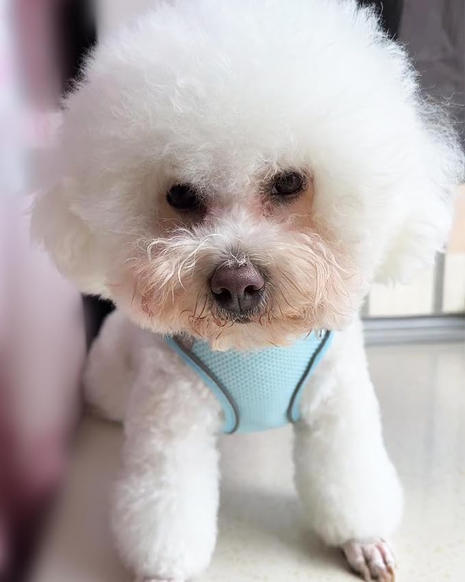 Solmoony Dog Harness for Small Medium Dogs No Pull, Puppy Harness and Leash Set, Puppy Harness, Step in Harness for Small Dogs, mesh Dog Harness. (Bule, XXS)