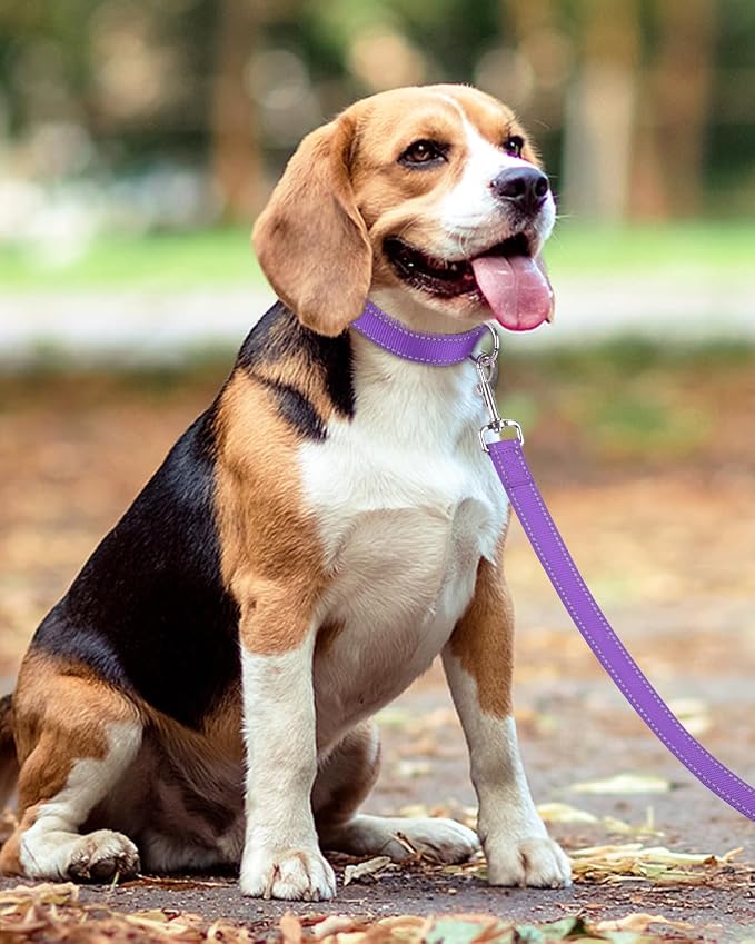Taglory Dog Leash for Small Dogs, Double-Sided Reflective for Night Walking, Neoprene Padded Handle, 3/4 inch by 5 ft, Lightweight for Small Medium Breeds up to 30 lbs, Purple