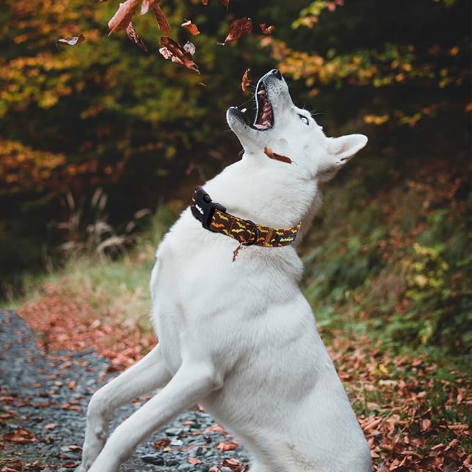 Fall Dog Collar, Halloween Dog Collars for Medium Dogs, Cotton Puppy Collar with Bat Pattern, Pet Collar for Small Medium Large Dogs, Girl Boy Dogs Collar with Quick Release Buckle-M
