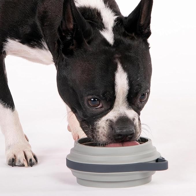 Cleverpup Nomad Small Collapsible Travel Dog Bowl - 2 Cup BPA-Free Silicone for Small & Medium Dogs, Portable & Sturdy, Food & Water, Dishwasher Safe - Grey Silicone