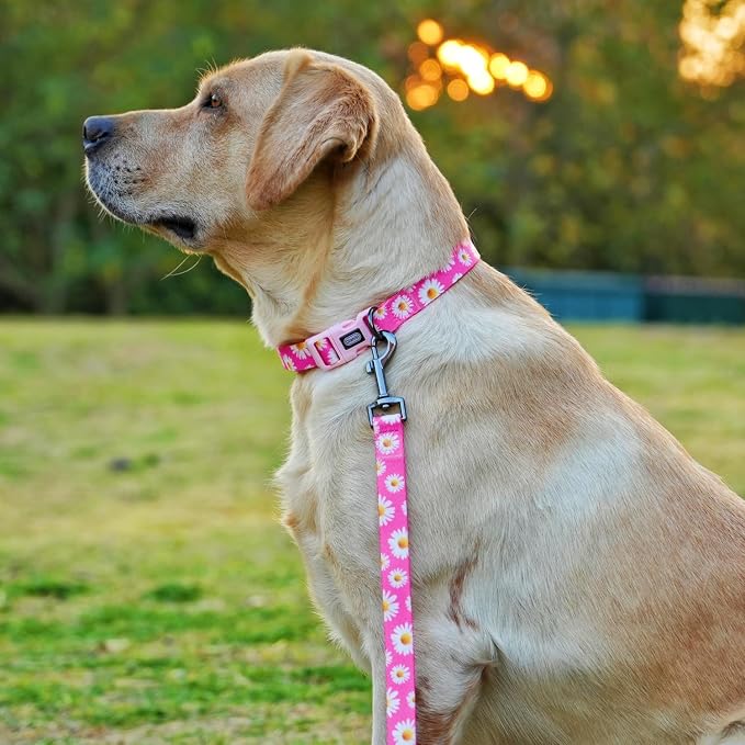 Dog Collar and Leash Set, Cute Pink Daisy Pattern, Polyester Material, 5ft Leash, for Puppy Dogs.(XS, Daisy Set)