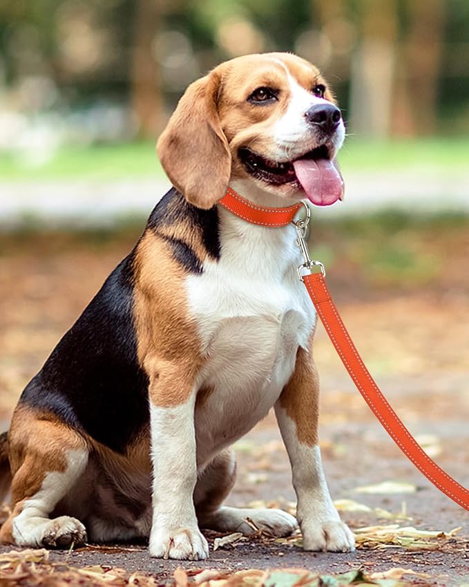 Taglory Dog Leash for Small Dogs, Double-Sided Reflective for Night Walking, Neoprene Padded Handle, 3/4 inch by 4 ft, Lightweight for Small Medium Breeds up to 30 lbs, Orange