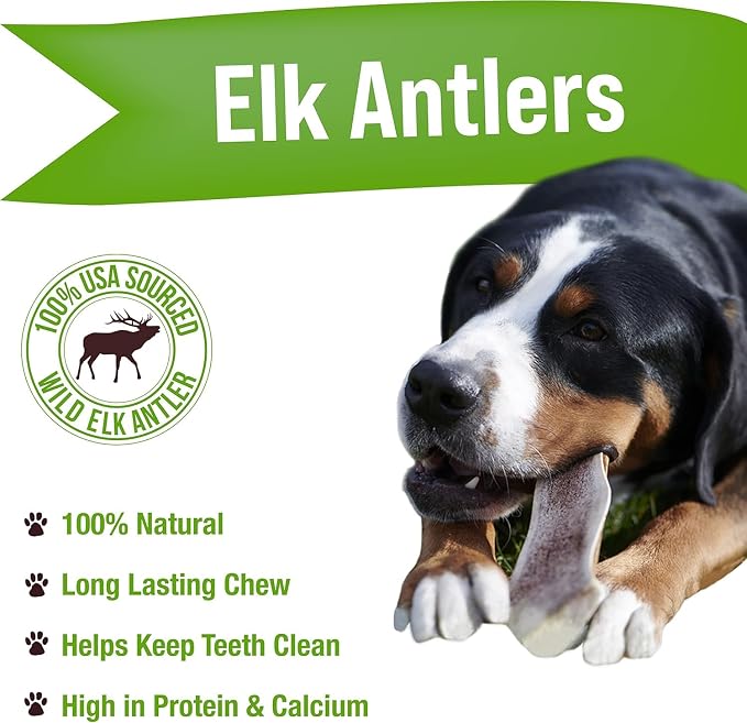 Buck Bone Organics Dog Chews, Elk Antlers for Dogs, Long Lasting Dog Bones for Aggressive Chewers, All Natural, No Preservatives, Wild Shed in the USA (Jumbo)
