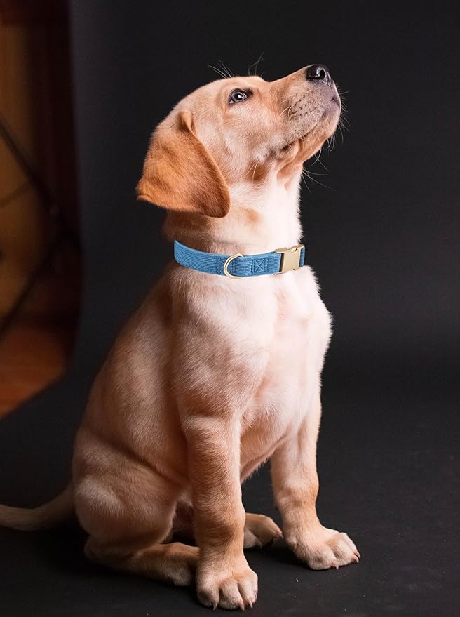 Soft Corduroy Dog Collar and Leash Set Adjustable Durable Dog Collars with Metal Buckle and Lead for Large Dogs,Royal Blue
