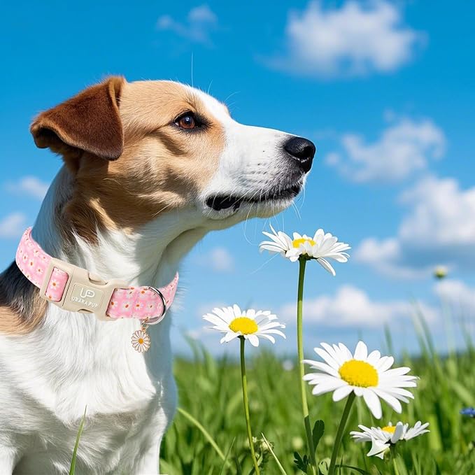 Pet Collar-Summer Daisy Dog Collars-Pink Grid Puppy Collar-Adjustable, Sturdy & Cute Girl Boy Dog Collars for Outdoor Fun