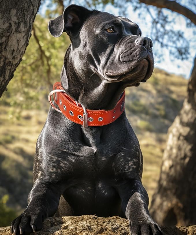 Genuine Leather Dog Collar for Large Dogs,2 in Wide Heavy Duty,OR-L | Handmade,Stainless Steel Pin Buckle,Soft Padded,Alloy Studded,Luxury Eye-catching Design,Medium Large Giant Breeds,21-25 in