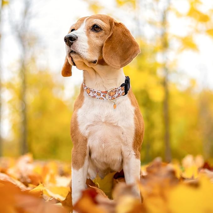 Faygarsle Orange Dog Collar with Pumpkin Leaf Patterns Cute Puppy Collar for Fall Autumn Seasons Dog Collar for Small Medium Large Dogs Stylish Dog Necklace for Male Female Boy Girl Dogs L